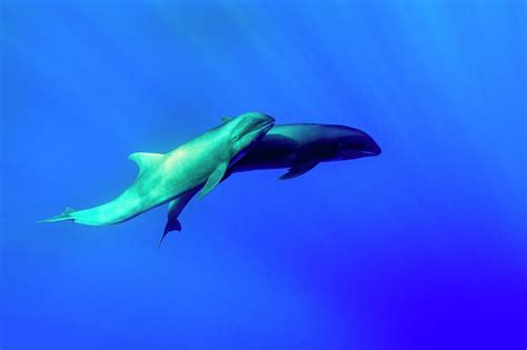 Melon-headed Whales Photograph by Christopher Swann/science Photo Library | Fine Art America