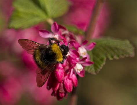 Nature Bumblebee Pollination Close - Free photo on Pixabay - Pixabay