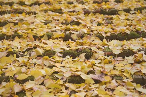 Gingko Autumn Leaves - Free photo on Pixabay