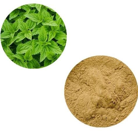 Stinging Nettle Root Extract - manufacturer - undersun