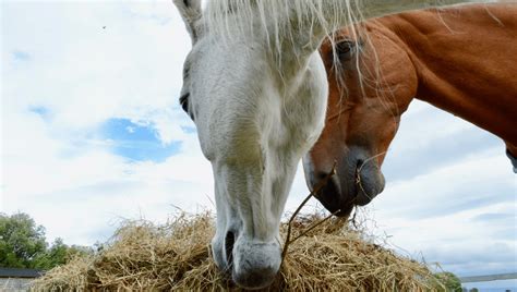 Nitrate Toxicity In Horses Hay Or Haylage | Forageplus