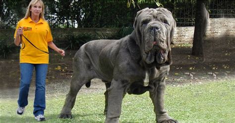 Tudo Sobre Cães: Raça do dia: Mastiff