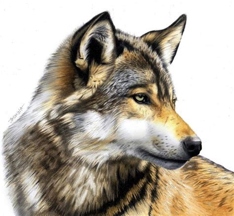 Colored Pencil Drawing of a Wolf by JasminaSusak on DeviantArt