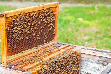 Where to Buy Bees | Blain's Farm & Fleet Blog