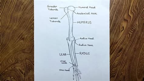 Arm Bones Diagram