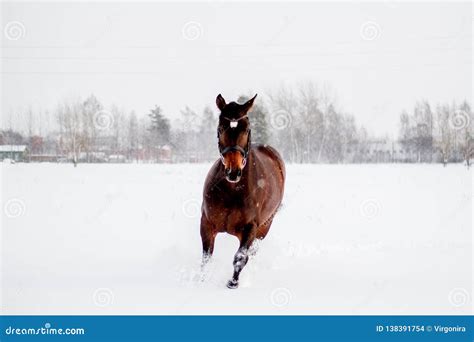 Beautiful Brown Horse Running in the Snow Stock Photo - Image of mustang, countryside: 138391754