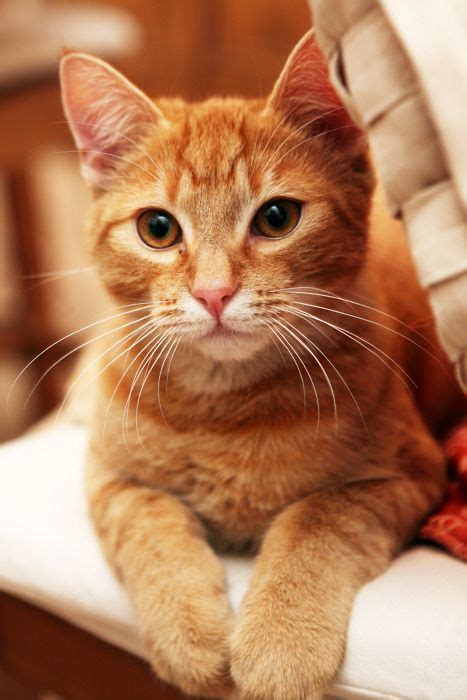 Ginger cat | Gatos bonitos, Gatinhos fofos, Gatos