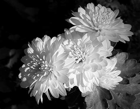 Chrysanthemums In Black And White Free Stock Photo - Public Domain Pictures