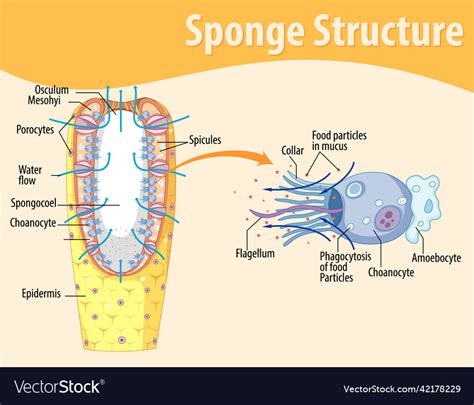 Diagram showing structure of sponge Royalty Free Vector