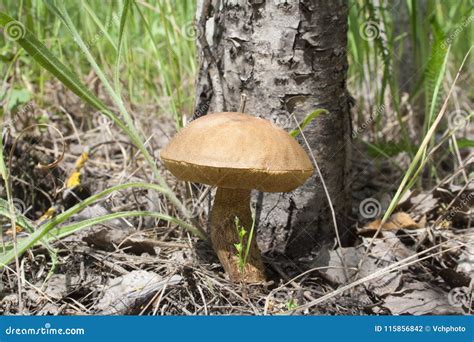 Edible fungi under a tree stock photo. Image of terrain - 115856842