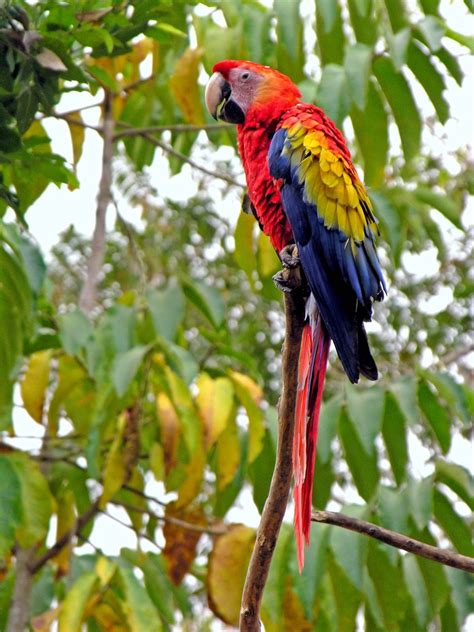 Honduras - Rainforest, Wildlife, Ecosystems | Britannica