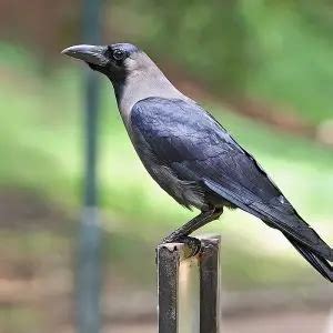 House Crow - Facts, Diet, Habitat & Pictures on Animalia.bio