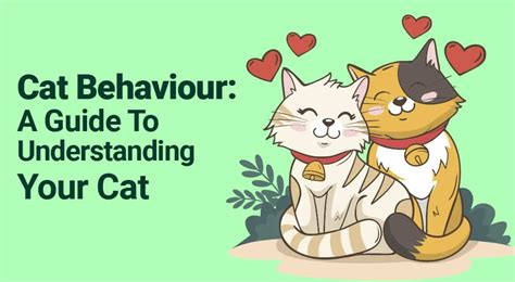 Cat Behaviour: A Guide To Understanding Your Cat - AnimalsA2Z.com