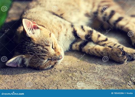 Happy sleeping cat stock photo. Image of animals, tabby - 78543286