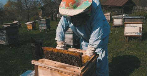 A Beekeeper Pulling Out a Hive Frame from a Langstroth Hive Free Stock ...