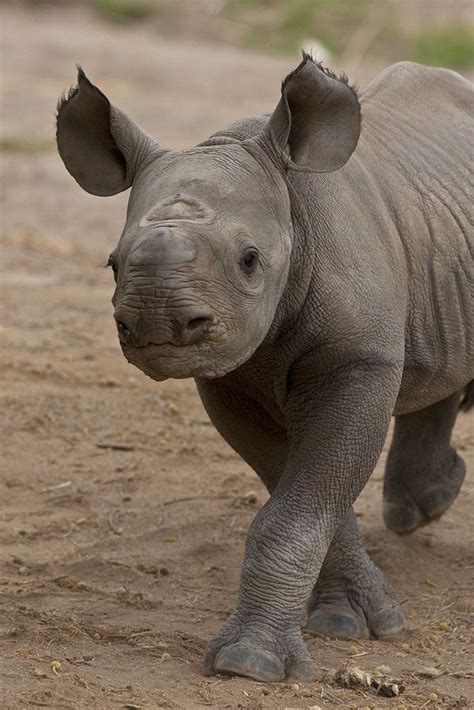 Eastern Black Rhino Calf | Rhinoceros, Rhino, Animal kindom