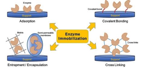 An Overview of Techniques in Enzyme Immobilization