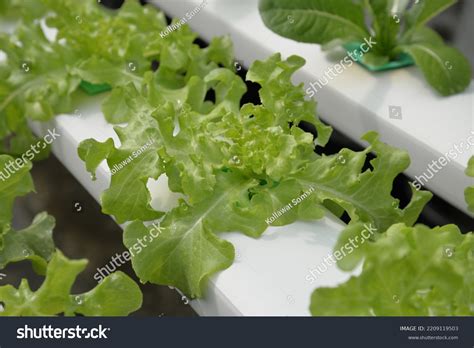 Hydroponic Nutrient Film Technique Nft System Stock Photo 2209119503 | Shutterstock