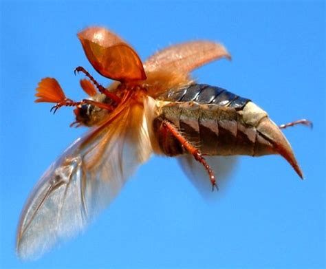 The chubby insects terrorising Britain's backyards: The plague of fat ...