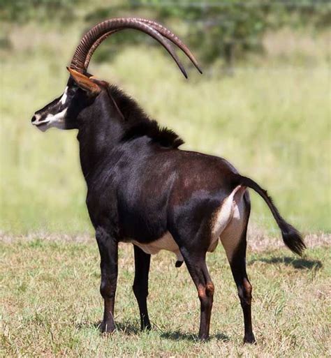 Sable Was Discovered in 1838 | Wildmoz | Magazine | Animals, African ...