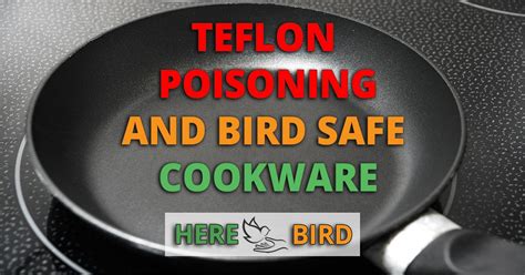 Teflon Poisoning and Bird Safe Cookware - Danger & Safety Guide