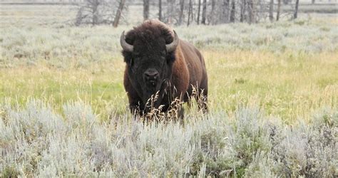 National Bison Day in 2024/2025 - When, Where, Why, How is Celebrated?