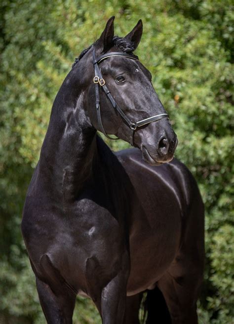 [REF #391] Baroque Bay Licenced Breeding Stallion | Lusitano World | Lusitano horse, Horses ...