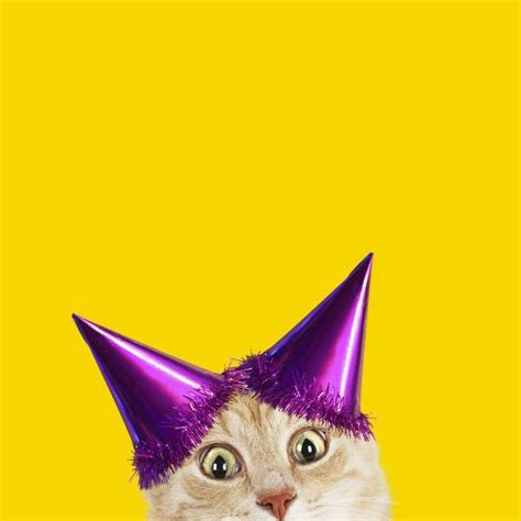 Prints of Cat, wearing Birthday party hat looking surprised | Birthday party hats, Party hats, Cats