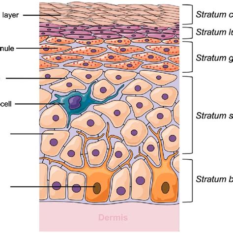 Epidermis Layers