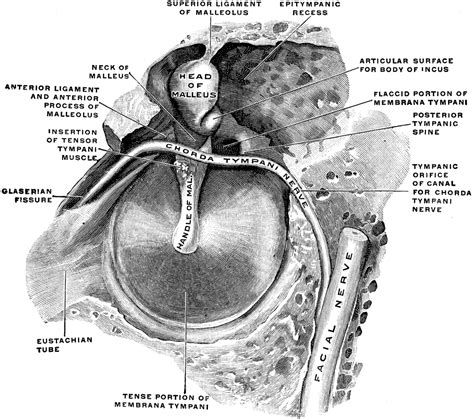 Membrana Tympani | ClipArt ETC