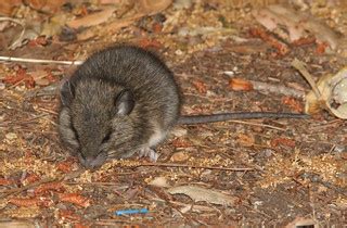 MOUSE, CALIFORNIA (peromyscus californicus) (5-29-09) cerr… | Flickr