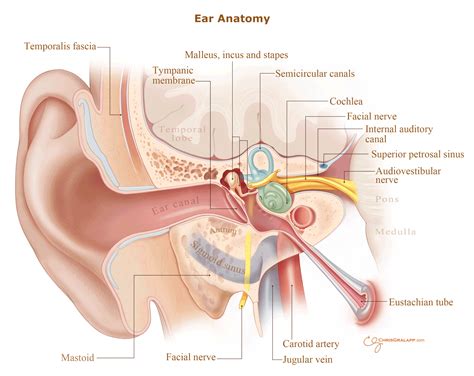 Mastoiditis Anatomy