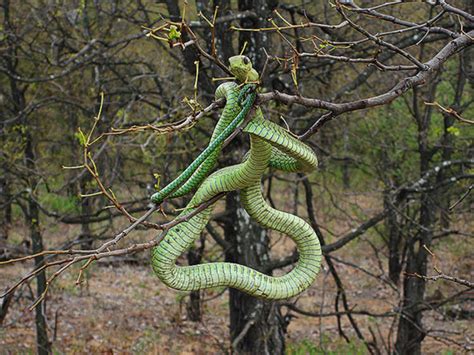 Boomslang Snake Facts, Description, Diet, and Pictures