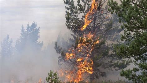 The Devastating Effects Of Forest Fires – FireSafeCouncil.org