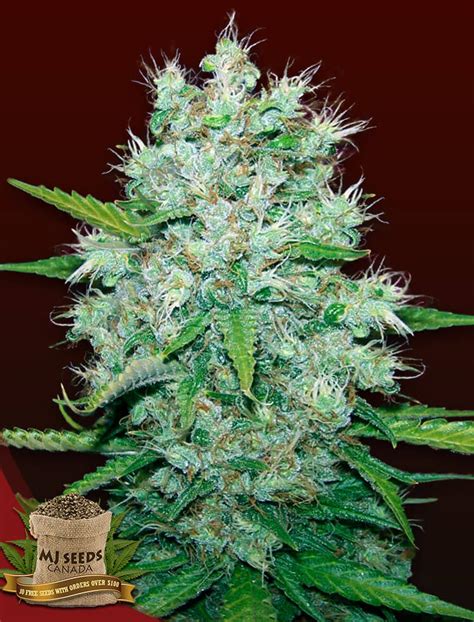 BUY Orange Kush - MJ Seeds Canada