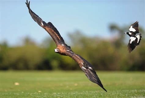 Magpie swooping season: Why they attack and how to avoid them | SBS News