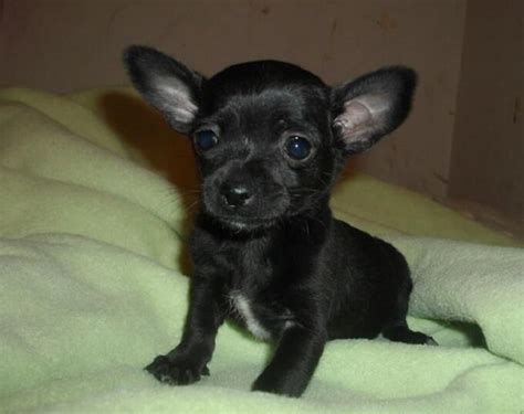 Black Chihuahua Names: 65 Best Names for Black Chihuahuas | PetPress