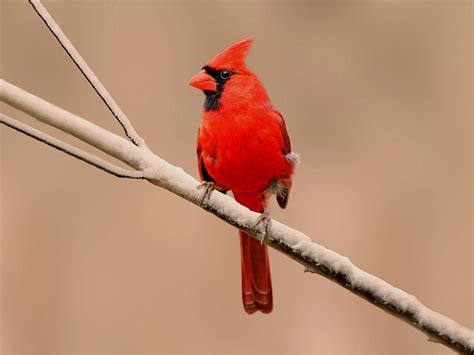 Cardinal Bird Facts