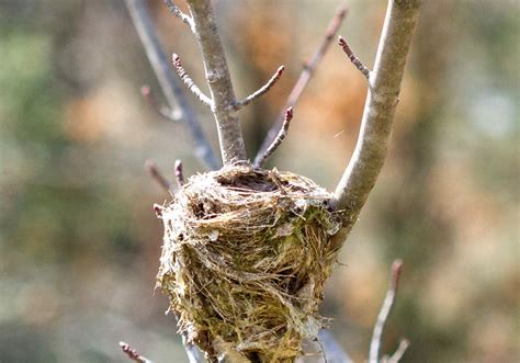 Let's talk about birds: Birds' nests | Pittsburgh Post-Gazette