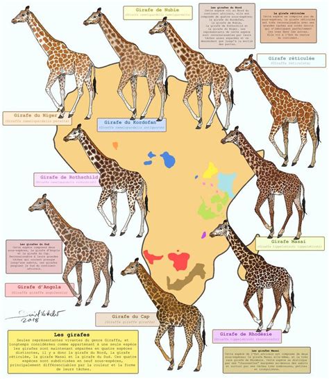 All the giraffes by https://gredinia.deviantart.com on @DeviantArt ...