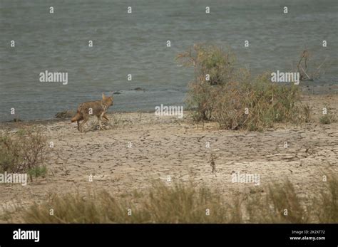 African golden wolves hi-res stock photography and images - Alamy