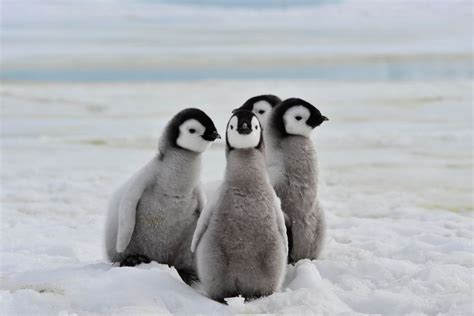 373 Cute Penguin Names with Meanings and AI Generator