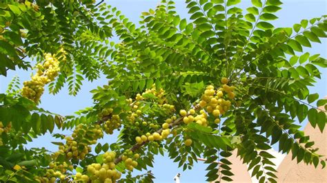 The Complete Guide to Amla Plant and Why You Should Add it to Your Die ...