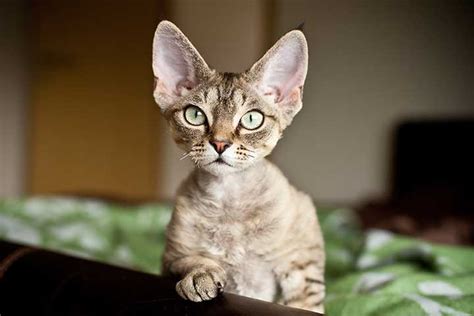 Devon Rex » Cat Breed Profile: Personality, Care, Pictures