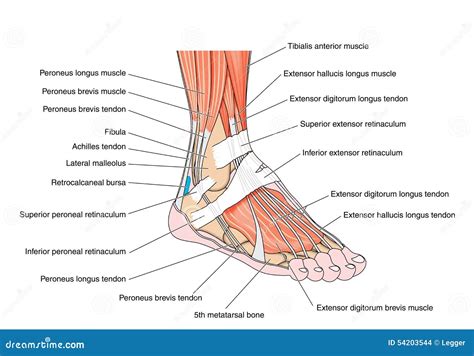 Tendões Do Pé Ilustração do Vetor - Imagem: 54203544