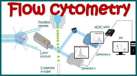 facs flow cytometry protocol - Most Personal Website Image Library