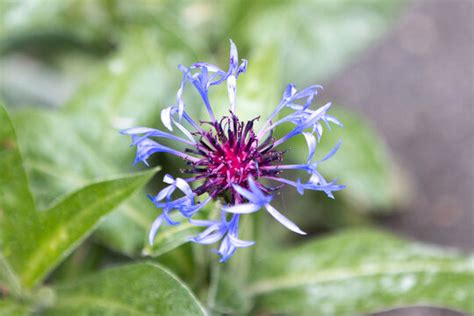 "Perennial Cornflower" Images – Browse 1,485 Stock Photos, Vectors, and Video | Adobe Stock