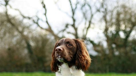 Cocker Spaniel Poodle Mix: Traits, Care, and Temperament - Dogsintl