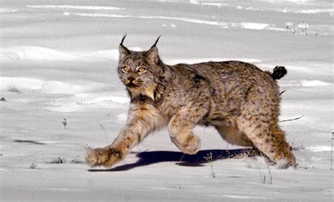 Judge says U.S. should reconsider habitat for Canada lynx | CTV News