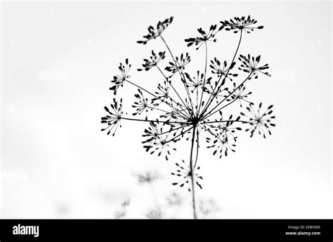 Wiese detail Black and White Stock Photos & Images - Alamy